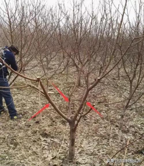 桃树在修剪之前你应该了解的几个关键问题看完再动手