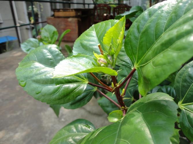植物识别