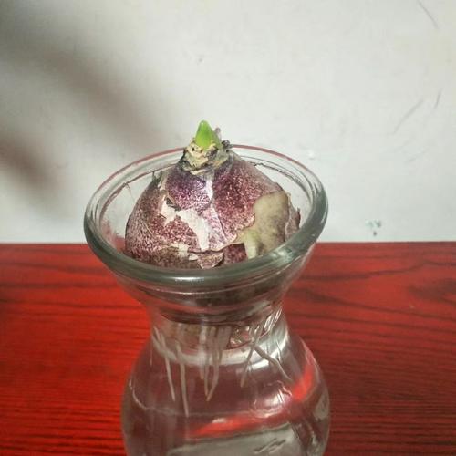 赖欣昀风信子观察日记