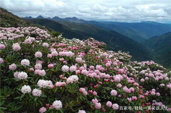 中国十大最美森林之白马雪山高山杜鹃林.山美林更美,去看看