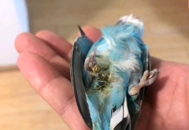 刚刚买的虎皮鹦鹉需要注意其排泄处的卫生状况