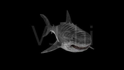 巨齿鲨鲨鱼动画(1)