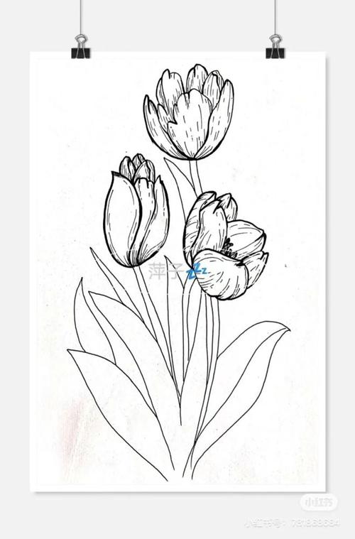 素材分享|植物主题创意线描装饰写生范本,画完它们你的手从此再也不是