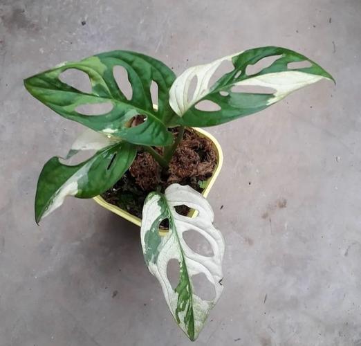 教你轻松繁殖盆栽仙洞龟背竹,茎插繁殖快速生根发芽