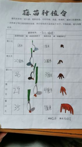 同学们纷纷动手,选择适合种植观察蒜苗的容