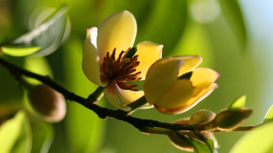 令人如痴如醉的含笑花,高清图片,电脑桌面-壁纸族