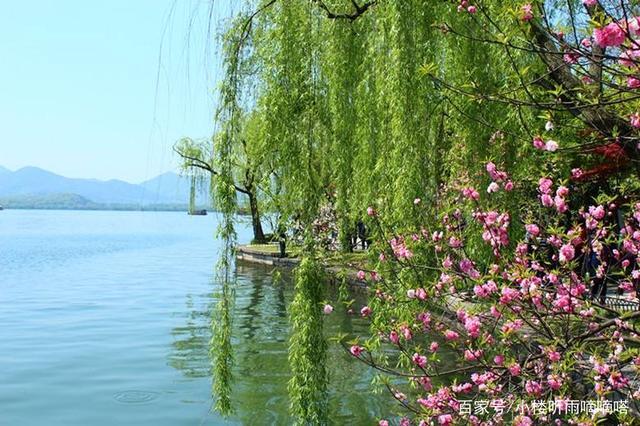 西湖边的柳树