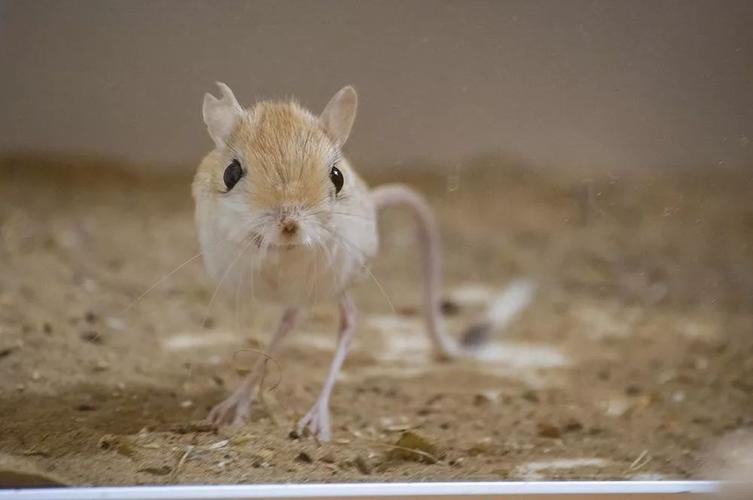 世界上最萌的动物排名