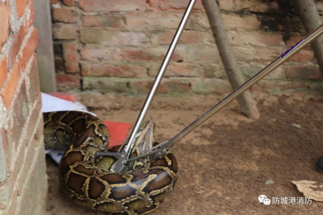村民吓得赶紧报警求救 得知确切情况后 消防指战员立即出动 使用捕蛇