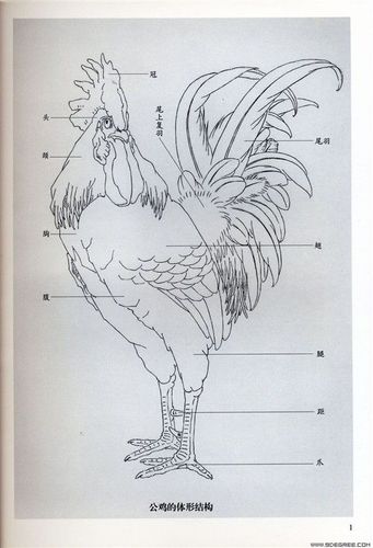 鸡怎么画如何画大公鸡