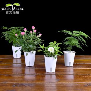 发财树浇水_卡通花束情侣熊_卡通花朵头像_仿真花束肉