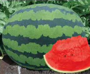 金霸甜王西瓜种子是中熟品种,长势稳健,座果率高,坐果后30天左右采收