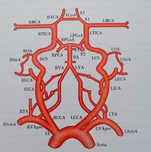 其它 tcd—小小的"我"有大大的能量 写美篇tcd可探测到的血管: 颅外