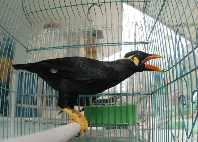 鹩哥的选购与喂养