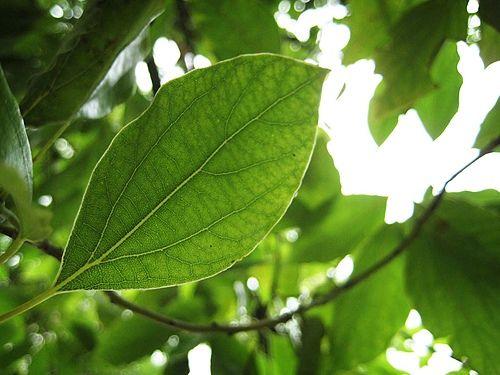 樟树02-叶子.叶互生,薄革质,卵形或椭.