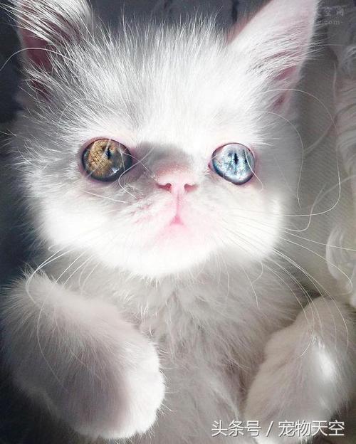 天生瞳孔异色的小猫咪pam 眼睛里有一种很特别的魅力