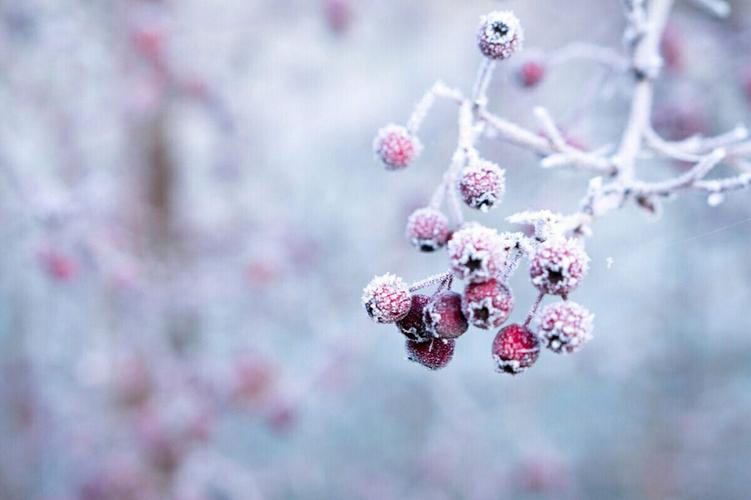 "数九寒天,冷在三九",俗话是实话,今日终于感受到了寒冬的威力,风似刀