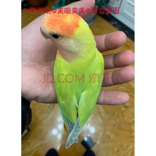 由子合法桃面牡丹鹦鹉红头金头澳桂闪紫伊莎薰衣草奥桂手养鸟雏鸟包活