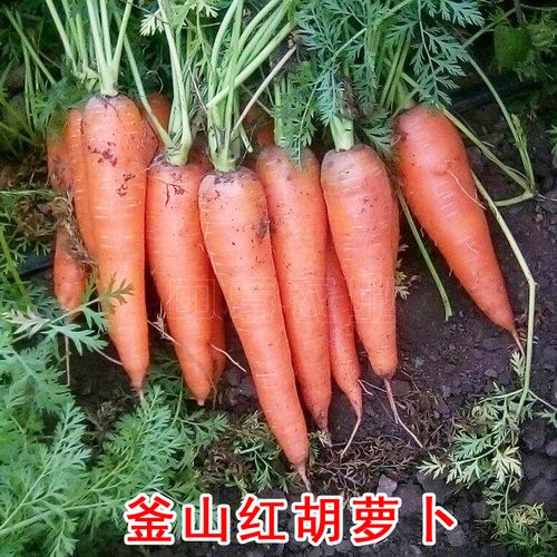 进口杂交胡萝卜种子釜山红八寸参萝卜籽春秋种成品率高原装300克_7折