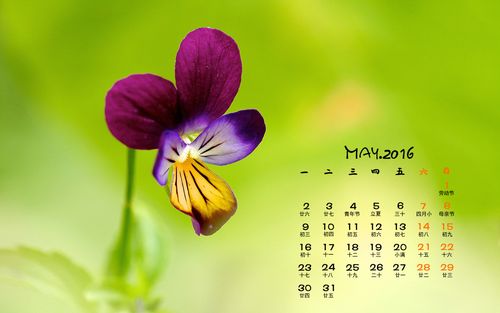 2016年5月清新怡人的紫色花朵田野风景壁纸