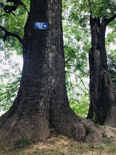 历经百年风雨沧桑,古树依旧挺拔