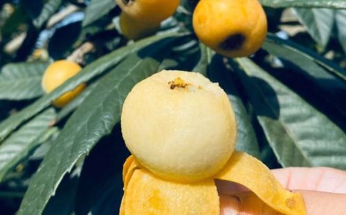 白玉枇杷也是白沙枇杷这个品种的.