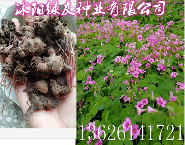 多花地被植物 多年生 红花炸酱草 常年开花