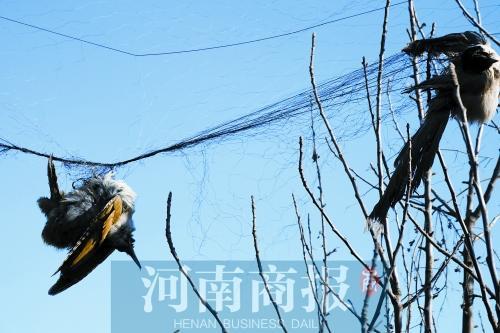郑州一果园内架着一张捕鸟网粘满了各种鸟类