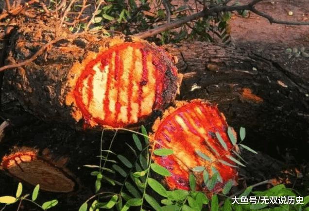 航班            所以这种龙血树受到损害时,它就会流出红色的树脂,像