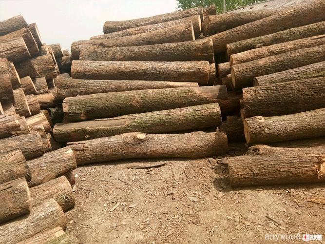 大量出售楸树原木