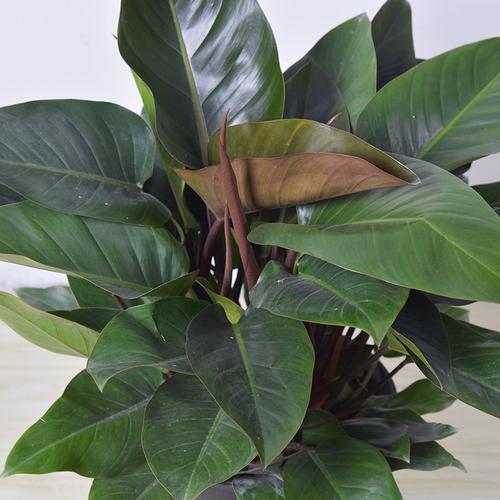 大叶室内植物叶植物植物观花卉盆栽红钻绿植净化空气绿植