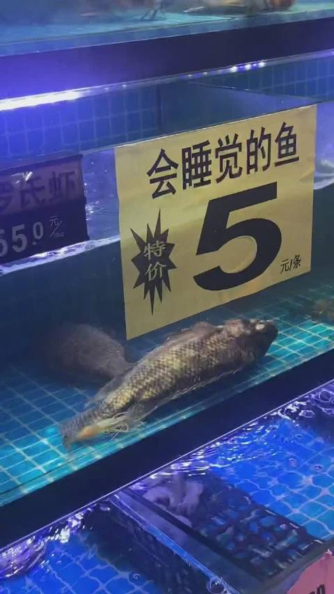 如何高情商的卖鱼##快乐全勤计划