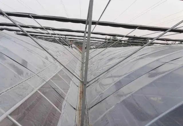 常见的几种连栋温室大棚通风降温方法夏季使用维护技巧