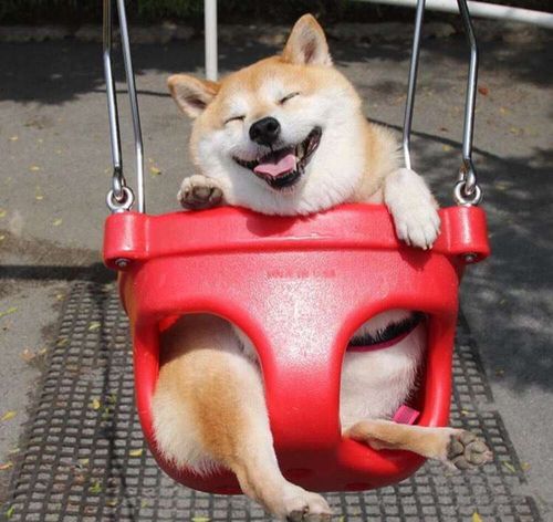 柴犬