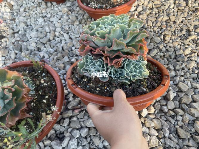 海啸_捧花_上色_多肉控_家居家装_家居装饰