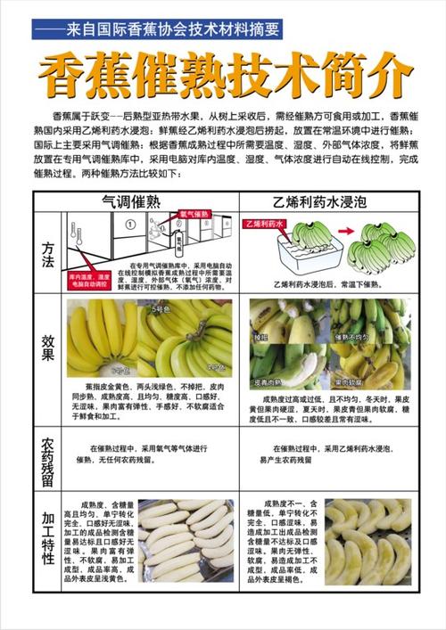 气调催熟香蕉和速冻香蕉(经商检局注册备案) - 漳州市庄怡农业发展