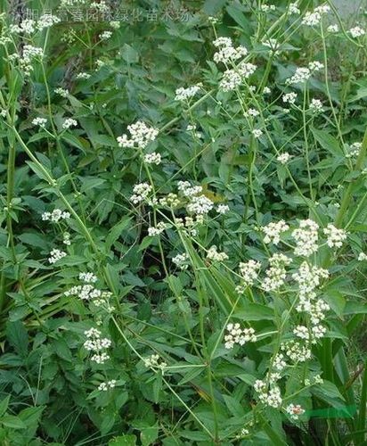 白花败酱种子,白花败酱种苗,别名:苦益菜,萌菜