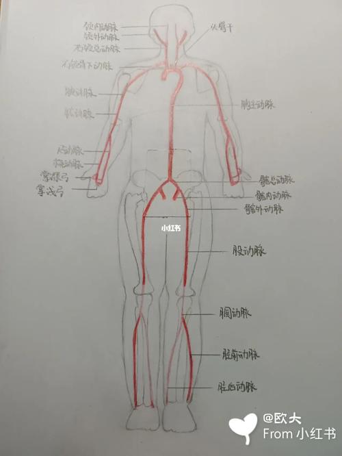 全身动脉手绘图_手绘图_兴趣爱好_绘画