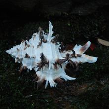 刺球骨螺 厂家批发天然长刺螺小刺骨螺 鱼缸装饰 8cm收藏摆设拍照