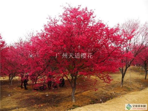 【广东广州天适樱花中国红供应|中国红优质供应商】_.