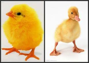 3 小鸡小鸭找点棒子面拌点烂菜叶子就行,菜叶子一定要剁碎,要不大片