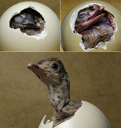 媒体刊登多种动物出壳过程照片图