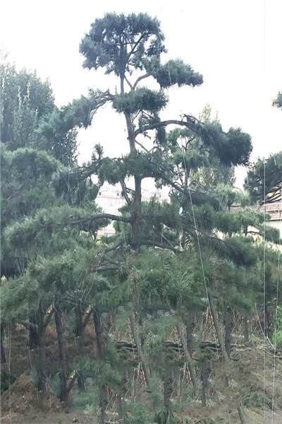 北京造型油松多少钱一棵来电咨询戎新造型松