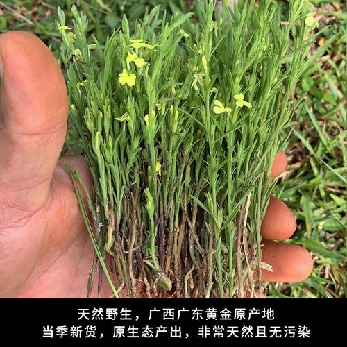 2020年新鲜野生独脚金疳积草10g小儿开胃汤短脚独角金