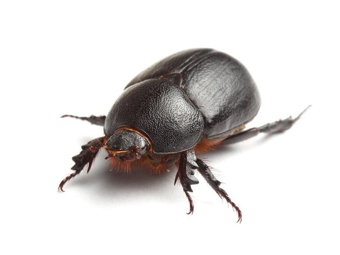  p>蜣螂(qiāng láng,英文dung beetle)俗称屎壳郎(shǐ ke làng)