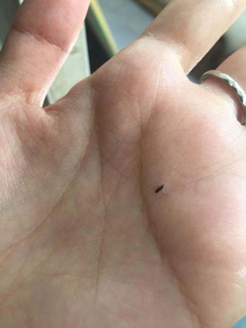 黑色的小飞虫,透明翅膀.