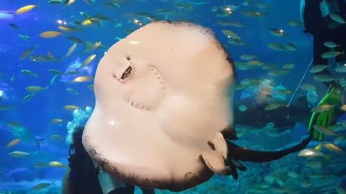 埃及海底潜水意外拍到一个奇怪的生物