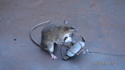 农村大哥巧设机关,捉住一只山老鼠,猫见了可不得了了