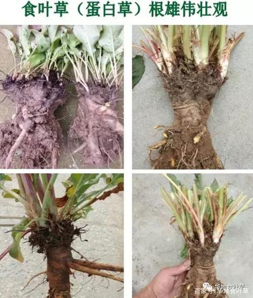 雄伟壮观的食叶草(蛋白草)根