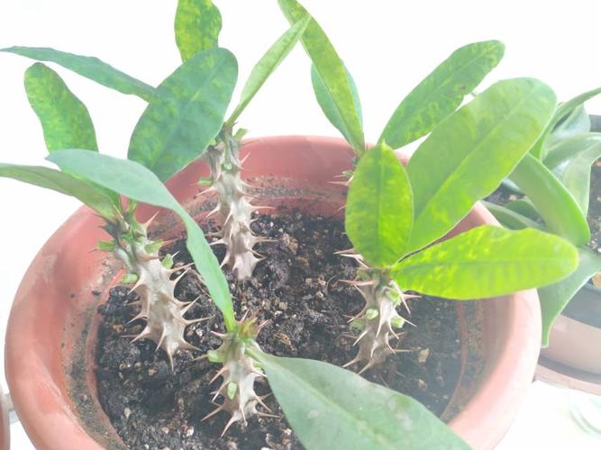 如何扦插虎刺梅